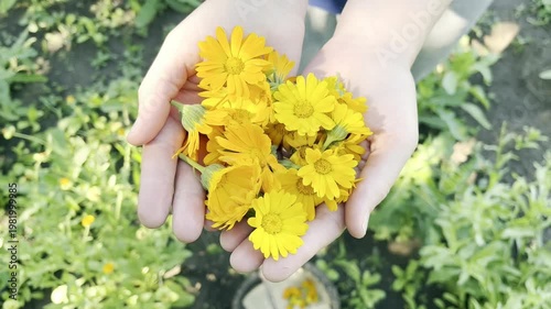 Woman Collecting Calendula Flowers in the Garden	

