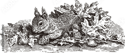 Vintage engraved squirrel laying among oak leaves and acorns illustration