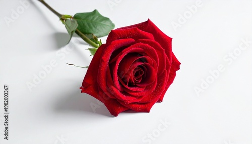red rose on white background
