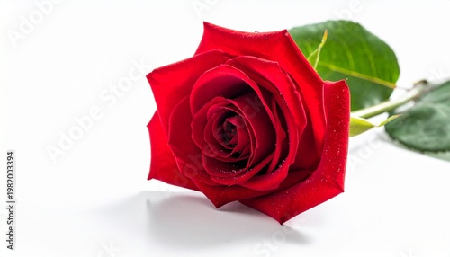 red rose isolated on white