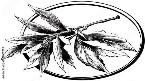 Black and white illustration of a plant branch with leaves, enclosed within a circle
