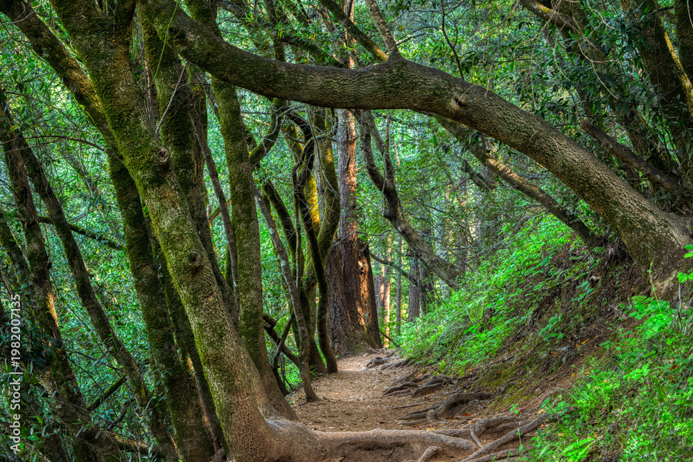 Fototapeta premium Winding Dirt Trail Through Enchanting Mossy Forest with Twisted Trees and Redwood in Background