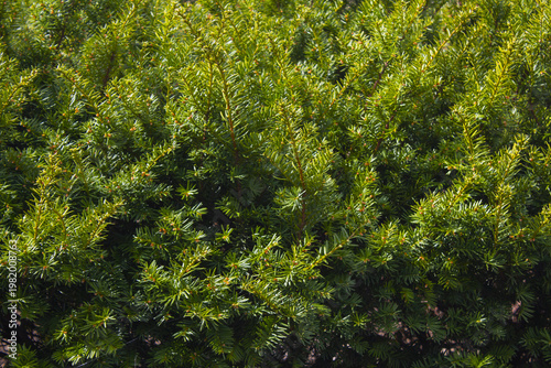 Taxus baccata close up. Green branches of yew tree(Taxus baccata, English yew
