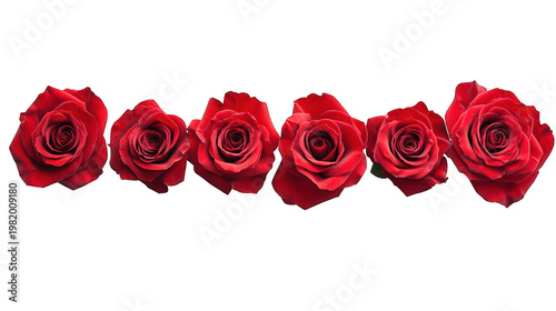 A row of six beautiful red roses on transparent background