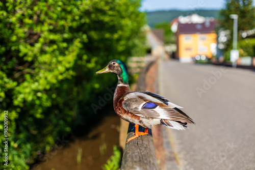 Fotografie close up of a duck