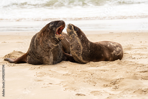Courting hooker sea lions