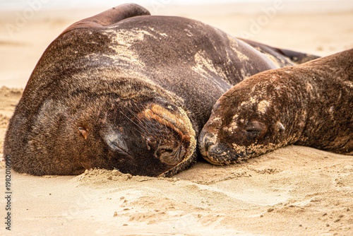sealion intimacy on the beach