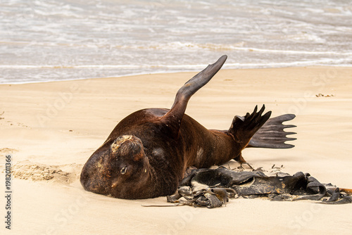 relaxed slumbering sealion on the beach