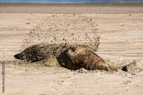 Elephant seal protecting itself from the sun