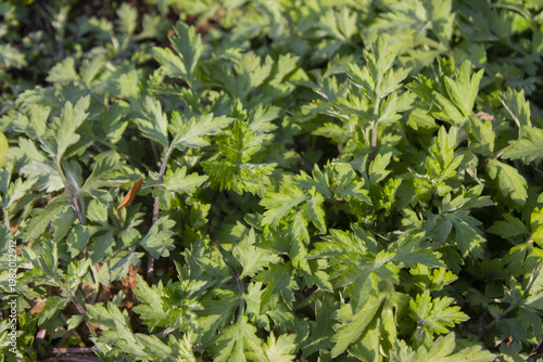 close up green Mugwort leaf.