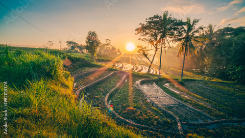 Stunning terraced rice fields at sunrise with golden sun rays shining over the landscape. Curved irrigation lines guide the view through the paddies, while palm trees and tropical vegetation are softl