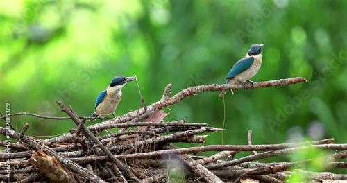 Collared kingfisher pair perching on pile of dry branches against blurred green forest background. Birds displaying natural behavior in tropical habitat.