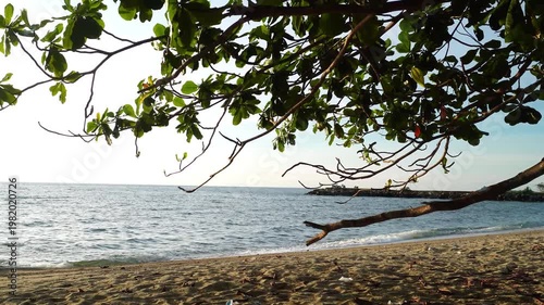 Tropical Beach with Tree Branches and Leaves Framing Ocean Shore – Calm Waves Nature Background