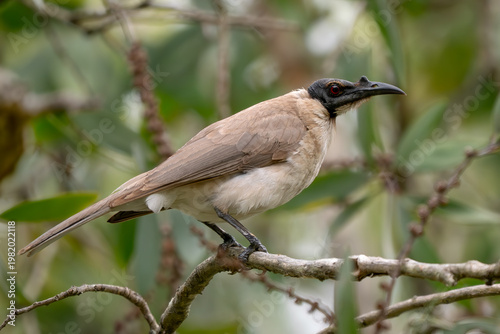 Noisy Friarbird - Philemon corniculatus, unique passerine bird of the honeyeater family native to southern New Guinea and eastern Australia.
