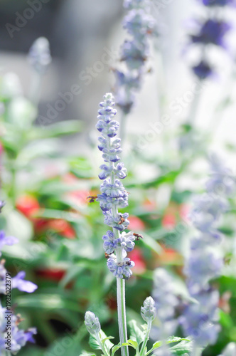 Blue Salvia, Mealy Cap Sage or Salvia farinacea Benth or Salvia farinacea or Salvia sp or Lamiaceae or purple flower