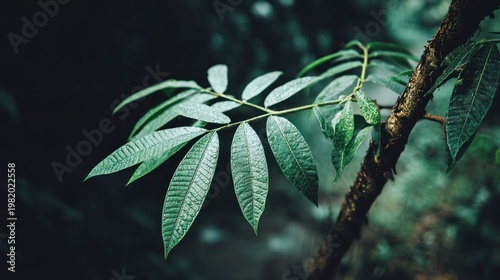 Lush green foliage extends from a textured branch against a dark, moody background.