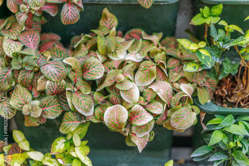 Pink Nerve Plant (Fittonia albivenis) with Vibrant Mosaic Leaves