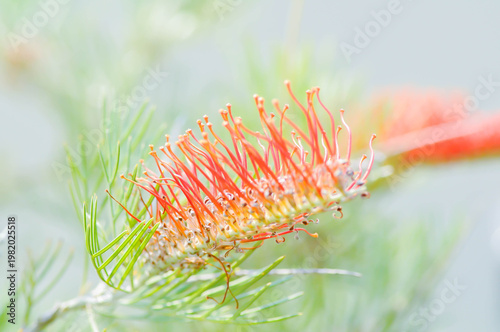 grevillea , Banksia occidentalis or Grevillea Scarlet Moon or Grevillea Superb or Grevillea Sylvia or red flower