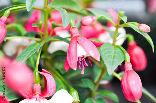 fuchsia, Fuchsia hybrid or Fuchsia Magellanica or Hybrid fuchsia or Ladys Eardrops or  Onagraceae or red and white flower