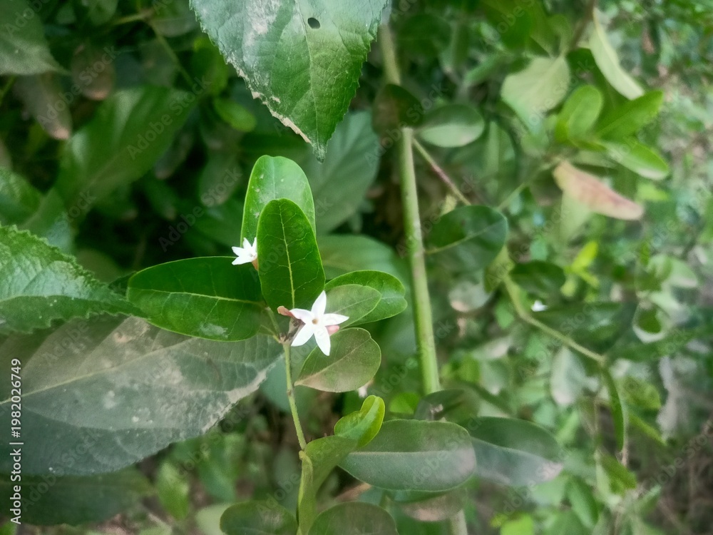 Obraz premium Small white flowers and green leaves on a plant outdoors in nature