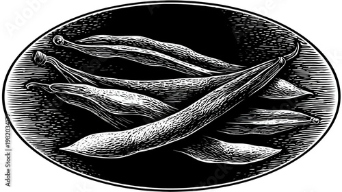 Black and white drawing of string beans in an oval frame