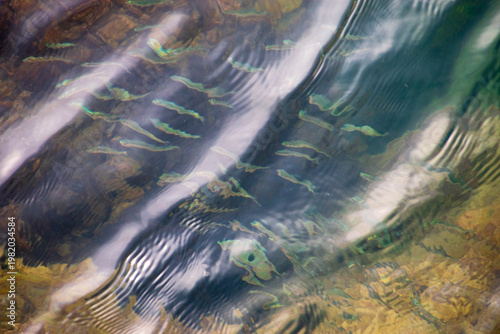 abstract background texture with fish swimming under the water 