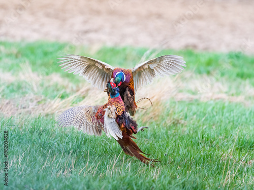 Pheasant males are fighting in during mating season