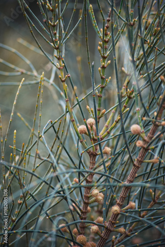 drooping Sheoak (Allocasuarina verticillata)