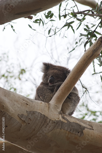 Koala dozing in eucalyptus tree