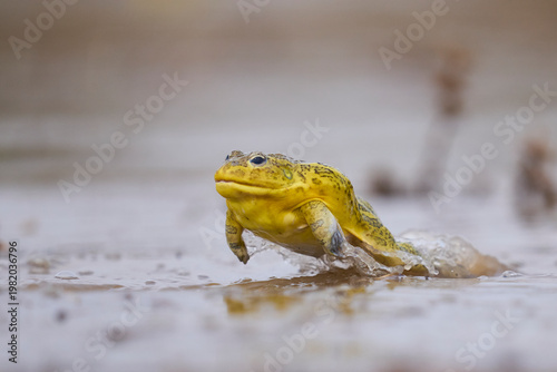 African bullfrog (Pyxicephalus adspersus) in a shallow pool of water created by the onset of the rainy season in South Luangwa National Park, Zambia
