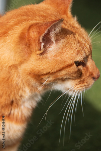 A ginger cat 