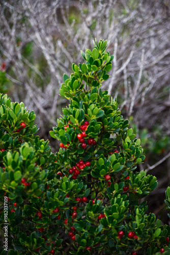 Tableau sur toile sea box or dysentery bush (Alyxia buxifolia)