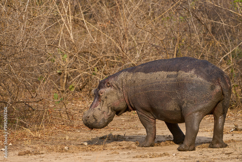 Lone Hippopotamus (Hippopotamus amphibius) in a wooded area in South Luangwa National Park, Zambia