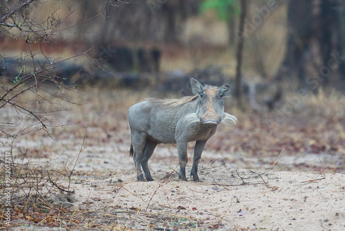 Warthog (Phacochoerus aethiopicus) in South Luangwa National Park, Zambia
