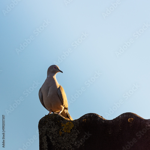Common pigeon on rooftop