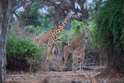 Thornicroft giraffe (Giraffa camelopardalis thornicrofti) in South Luangwa National Park, Zambia