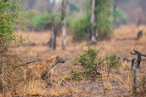 Spotted Hyaena (Crocuta crocuta) in South Luangwa National Park, Zambia.