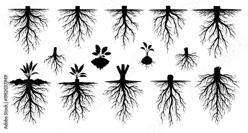 Root Texture Pack Organic Silhouette Vector Illustration