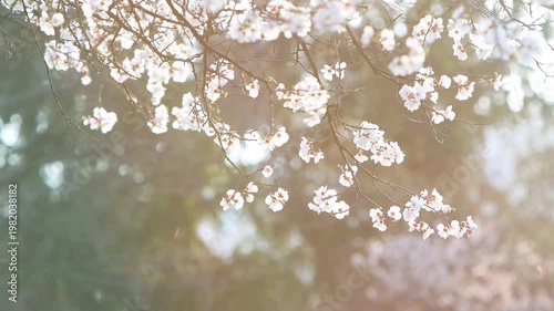 Fully bloomed cherry blossoms swaying in the wind and falling petals, a sentimental spring landscape bathed in the sunset light, birdsong ASMR
