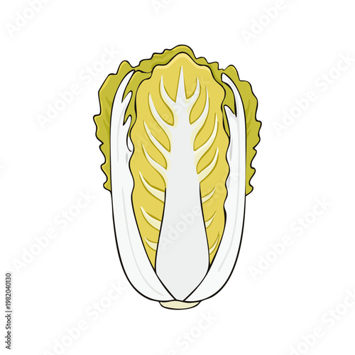 Fresh Napa Cabbage Halved Showing Crisp White Core and Green Outer Leaves Illustration