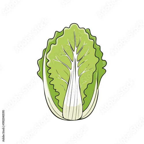 Fresh Napa Cabbage Illustration Healthy Leafy Vegetable Ingredient for Cooking and Salads