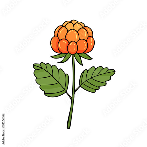 Illustration of a single cloudberry plant with a ripe orange berry and green leaves on a white background