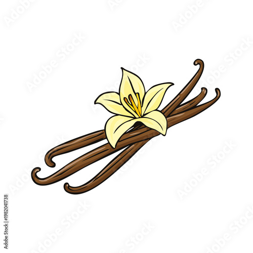 Vanilla Bean Pods with Cream Colored Flower Illustration