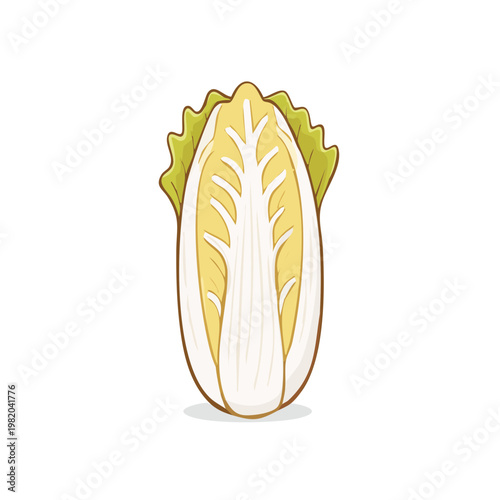 Fresh Napa Cabbage Vegetable Illustration Isolated Healthy Food