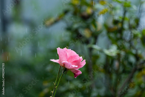 Various views of the monsoon season	
