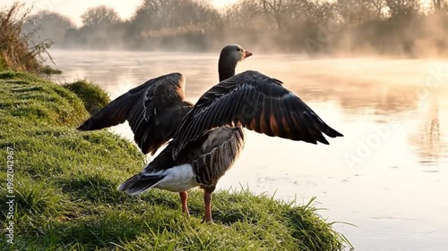 Greylag Goose Flapping Wings on Misty Riverbank at Sunrise
