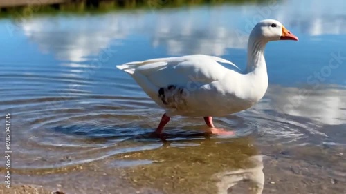 White domestic goose walking into calm blue lake water on sunny day