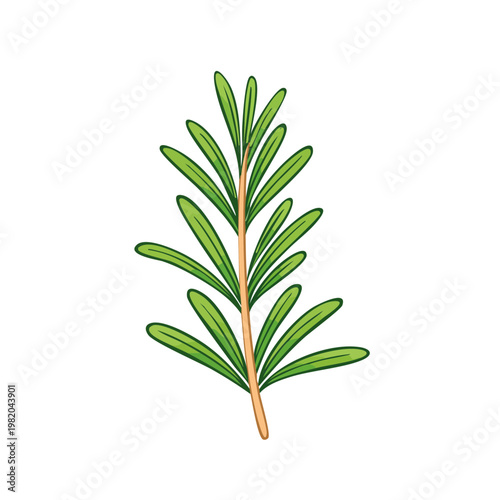 Fresh Rosemary Sprig Herb Culinary Ingredient Botanical Illustration