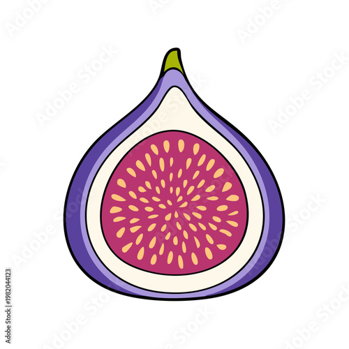 Cut fig fruit with vibrant pink flesh and seeds artistic drawing isolated on white
