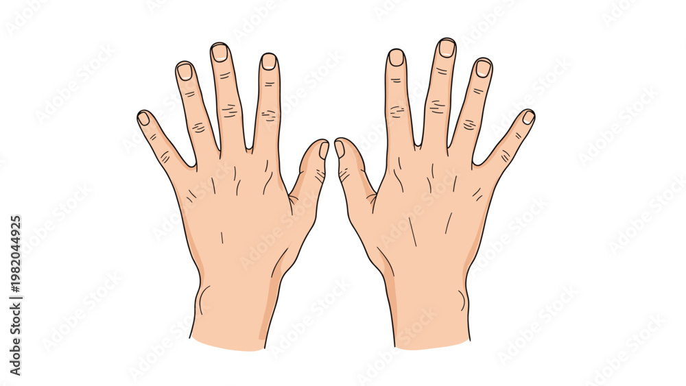 Fototapeta premium Anatomical illustration of two human hands with palms facing forward showing skin texture and fingernail details on a white background.